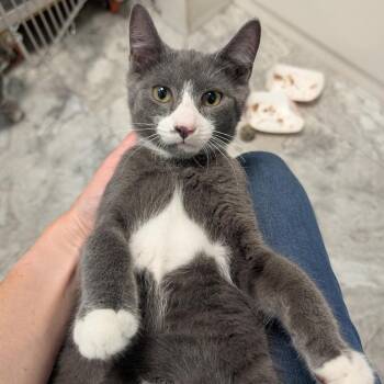 Apollo -  Domestic Short Hair Cat for Adoption in Reisterstown, Maryland - Apollo | PetCurious