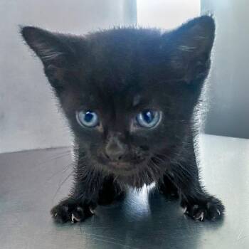 Acorn -  Domestic Short Hair Cat for Adoption in Chapel Hill, North Carolina - Acorn | PetCurious