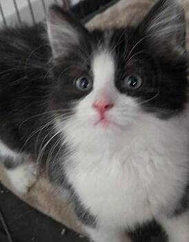 Domestic Medium Hair Cats Available for Adoption in Albuquerque, New Mexico - Breezy | PetCurious