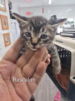 Rascal -  Domestic Short Hair Cat for Adoption in Glenfield, New York - Rascal | PetCurious