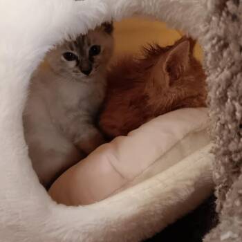 Siamese and Domestic Short Hair Cats Available for Adoption in Madison, Wisconsin - Mo | PetCurious