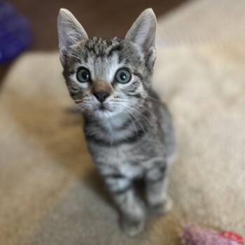 Twinkle -  Domestic Short Hair Cat for Adoption in Potomac, Maryland - Twinkle | PetCurious