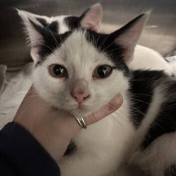 Domestic Short Hair Cats Available for Adoption - Charolais (Shar-lay) | PetCurious