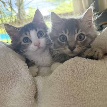 Fizgig -  Domestic Long Hair Cat for Adoption in Bel Air, Maryland - Fizgig | PetCurious