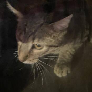 Bonita -  Domestic Short Hair Cat for Adoption in Philadelphia, Pennsylvania - Bonita | PetCurious