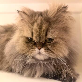 Ella -  Persian Cat for Adoption - Ella | PetCurious