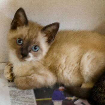 Socks -  Domestic Short Hair Cat for Adoption in New York, New York - Socks | PetCurious