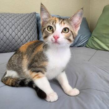 Hissandra -  Domestic Short Hair Cat for Adoption in Fort Worth, Texas - Hissandra | PetCurious