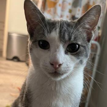 Daisy Duke -  Domestic Short Hair Cat for Adoption in Brea, California - Daisy Duke | PetCurious