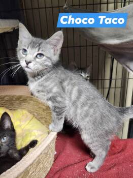 Domestic Short Hair Cats Available for Adoption in Cosby, Tennessee - Choco Taco | PetCurious
