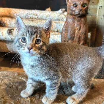 Juniper -  Domestic Short Hair Cat for Adoption in Bentonville, Arkansas - Juniper | PetCurious