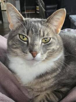 Smokey -  Tabby Cat for Adoption in London, Ontario - Smokey | PetCurious