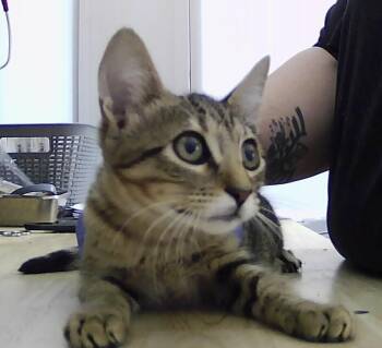 Beck -  Domestic Short Hair Cat for Adoption in Dayton, Minnesota - Beck | PetCurious