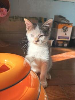 Breadstick -  Domestic Short Hair Cat for Adoption in Herndon, Virginia - Breadstick | PetCurious