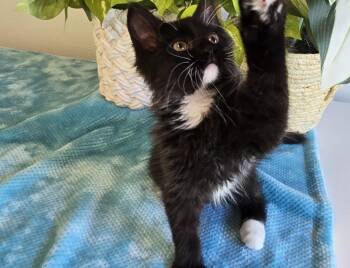 Grizzly -  Domestic Short Hair Cat for Adoption in Shelton, Washington - Grizzly | PetCurious