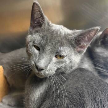 Gummy -  Domestic Short Hair Cat for Adoption in Nashville, Tennessee - Gummy | PetCurious