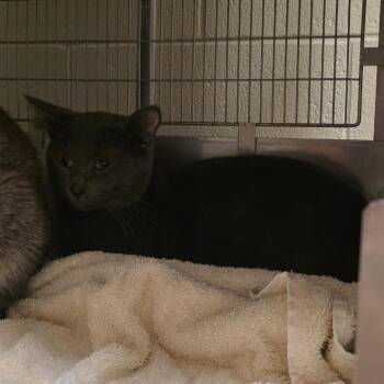 Jellyfish -  Domestic Short Hair Cat for Adoption in Bristol, Indiana - Jellyfish | PetCurious