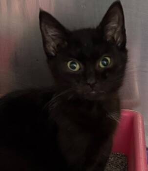 RICKY -  Domestic Short Hair Cat for Adoption in Elizabethton, Tennessee - RICKY | PetCurious