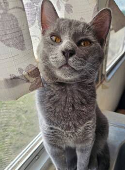 Rescue Russian Blue Cats for Adoption in Valley Park, Oklahoma - Fungus | PetCurious