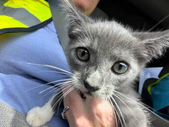 Miss Moostache -  Domestic Short Hair Cat for Adoption in Nacogdoches, Texas - Miss Moostache | PetCurious