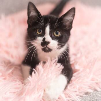 Rescue Domestic Short Hair Cats for Adoption in St. Augustine, Florida - Senova | PetCurious