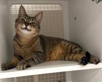 Domestic Short Hair Cats Available for Adoption in Kansas City, Missouri - Romeo | PetCurious