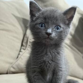 Sage -  Domestic Short Hair Cat for Adoption in Westminster, California - Sage | PetCurious