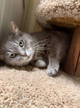 Domestic Short Hair Cats Available for Adoption in Sandusky, Ohio - LEA | PetCurious