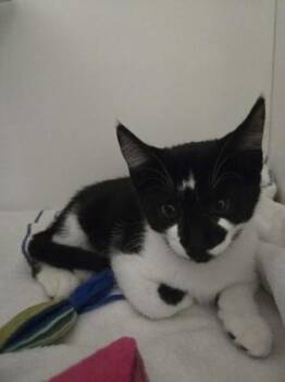Galantis -  Domestic Short Hair Cat for Adoption in Savannah, Georgia - Galantis | PetCurious