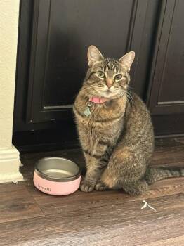 Domestic Short Hair Cats Available for Adoption in San Antonio, Texas - KIWI | PetCurious