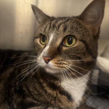 Angel 64C26 -  Domestic Short Hair Cat for Adoption in Napoleon, Ohio - Angel 64C26 | PetCurious