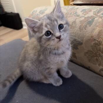 Domestic Short Hair Cats Available for Adoption in Powdersville, South Carolina - Tundra | PetCurious