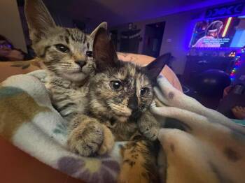 Treasure -  Domestic Short Hair Cat for Adoption in Cleveland, Ohio - Treasure | PetCurious