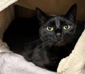 GLOW -  Domestic Short Hair Cat for Adoption in Derwood, Maryland - GLOW | PetCurious