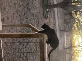 Rescue Domestic Short Hair Cats for Adoption in Snyder, Texas - Bunny | PetCurious