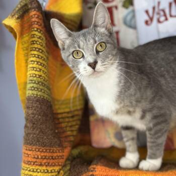 Rescue American Wirehair and Tabby Cats for Adoption in Mount Vernon, Illinois - Twig | PetCurious