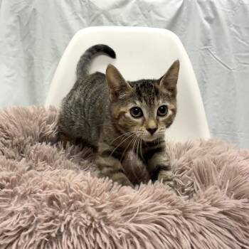 Domestic Short Hair Cats Available for Adoption in East Hampton, New York - Lacey | PetCurious