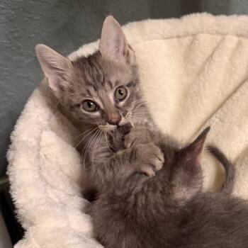 The Greatest Show on Earth -  Domestic Short Hair Cat for Adoption in Boerne, Texas - The Greatest Show On Earth | PetCurious
