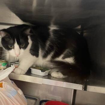 Bajherra -  Domestic Medium Hair Cat for Adoption in Granby, Missouri - Bajherra | PetCurious