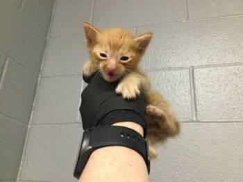 A1913059 -  Domestic Short Hair Cat for Adoption in Thousand Palms, California - A1913059 | PetCurious