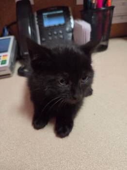 Flower -  Domestic Short Hair Cat for Adoption in Fall River, Massachusetts - Flower | PetCurious