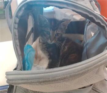 CALLIOPE -  Domestic Short Hair Cat for Adoption in Louisville, Kentucky - CALLIOPE | PetCurious