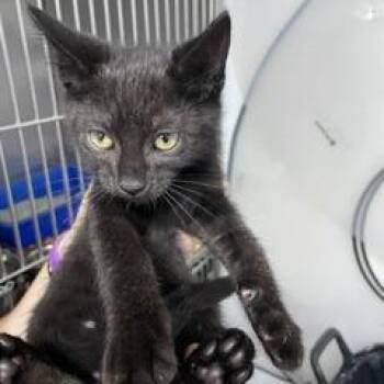 Grasshopper -  Domestic Short Hair Cat for Adoption in Marble, North Carolina - Grasshopper | PetCurious