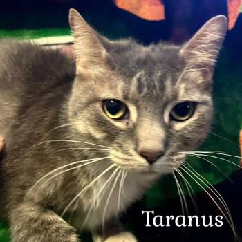 Rescue Domestic Short Hair Cats for Adoption in Washington, Pennsylvania - Taranus | PetCurious