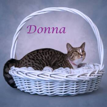 Donna C26-206 -  Domestic Short Hair Cat for Adoption in Lebanon, Tennessee - Donna C26-206 | PetCurious