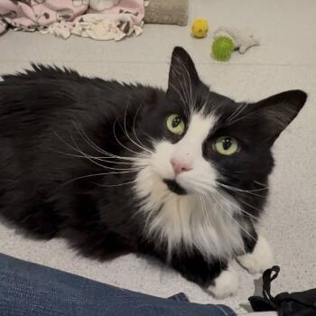 Nala -  Domestic Long Hair Cat for Adoption in Murray, Utah - Nala | PetCurious