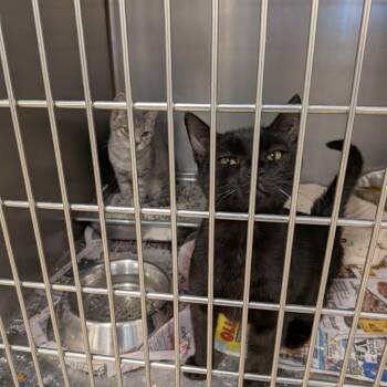 Mongo -  Domestic Short Hair Cat for Adoption in Rocky Mount, Virginia - Mongo | PetCurious