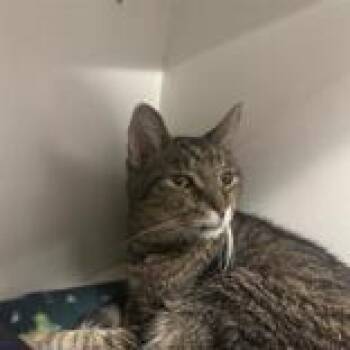 Eldon -  Domestic Short Hair Cat for Adoption in Hilliard, Ohio - Eldon | PetCurious