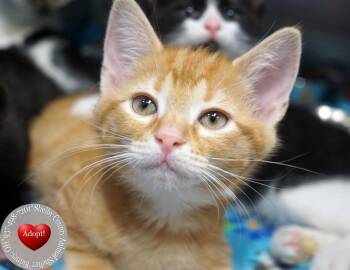 Bram -  Domestic Short Hair Cat for Adoption in Sidney, Ohio - Bram | PetCurious
