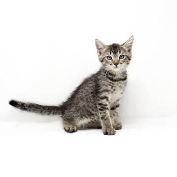 Sung -  Domestic Medium Hair Cat for Adoption in Florence, Arizona - Sung | PetCurious